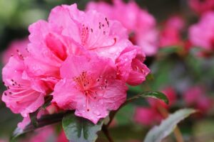Scopri di più sull'articolo Azalea, la bellezza di ieri, oggi e domani