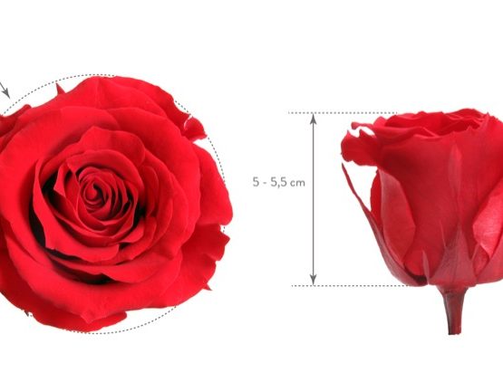 Rosa Stabilizzata Rosa Antico h 5,5 cm Confezione 6 pezzi