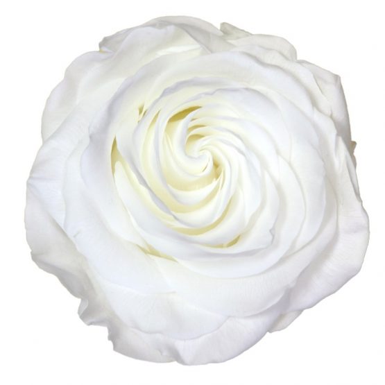 Rosa Stabilizzata Premium Bianca Diam. 8 cm  Confezione 4 pz
