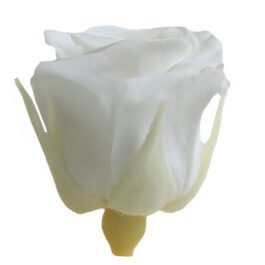 Rosa Stabilizzata Bianco cm 2,5 Confezione 16 pz