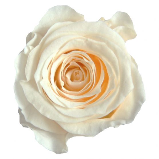 Rosa Stabilizzata Crema cm 2,5 Confezione 16 pz