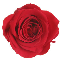 Rosa Stabilizzata Rossa cm  2,5 Confezione 16 pz