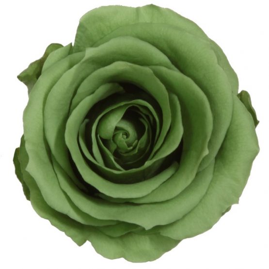 Rosa Stabilizzata Green Tea h 5,5 cm Confezione 6 pezzi
