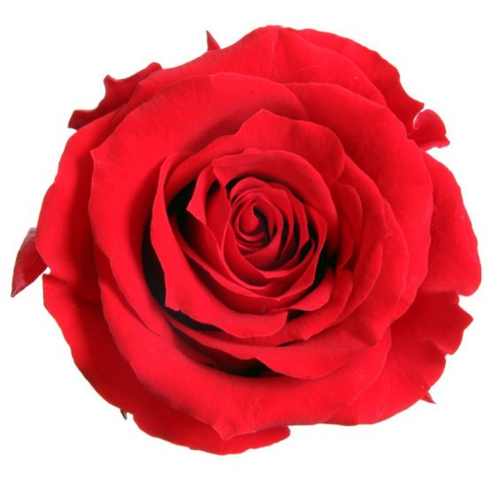 Rosa Stabilizzata Rossa h 5,5 cm Confezione 6 pezzi