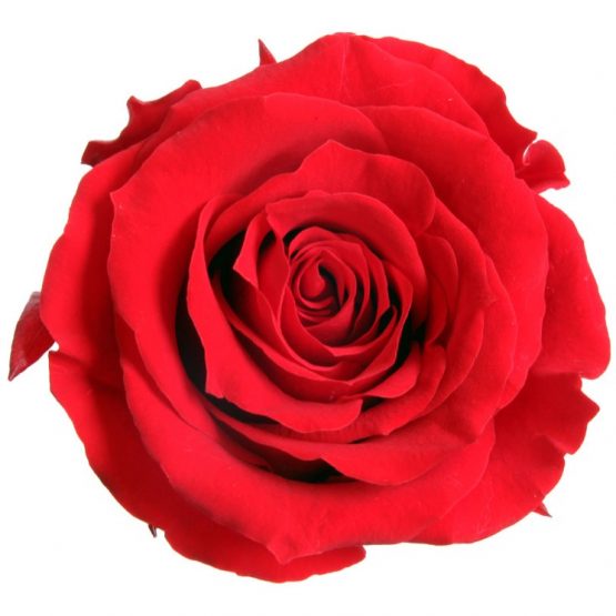 Rosa Stabilizzata Rossa h 5,5 cm Confezione 6 pezzi