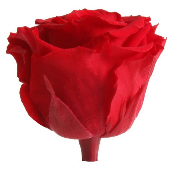 Rosa Stabilizzata Rossa h 5,5 cm Confezione 6 pezzi - immagine 3