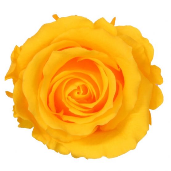 Rosa Stabilizzata Giallo h 5,5 cm Confezione 6 pezzi