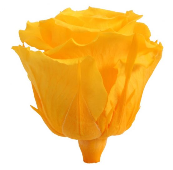 Rosa Stabilizzata Giallo h 5,5 cm Confezione 6 pezzi - immagine 3