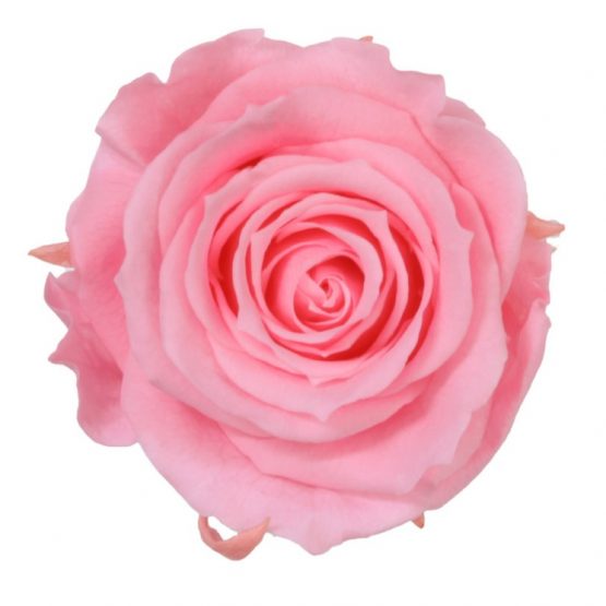 Rosa Stabilizzata Rosa h 5,5 cm Confezione 6 pezzi