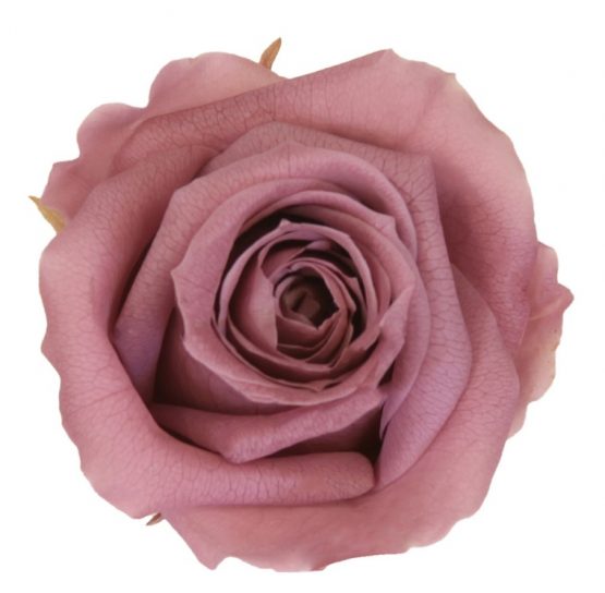 Rosa Stabilizzata Rosa Antico h 5,5 cm Confezione 6 pezzi