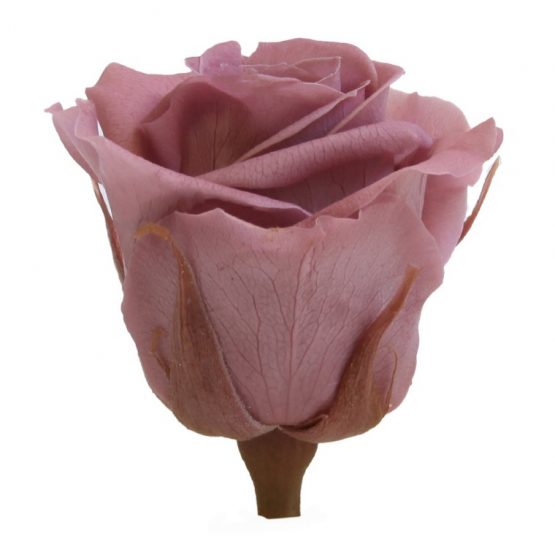 Rosa Stabilizzata Rosa Antico h 5,5 cm Confezione 6 pezzi - immagine 3