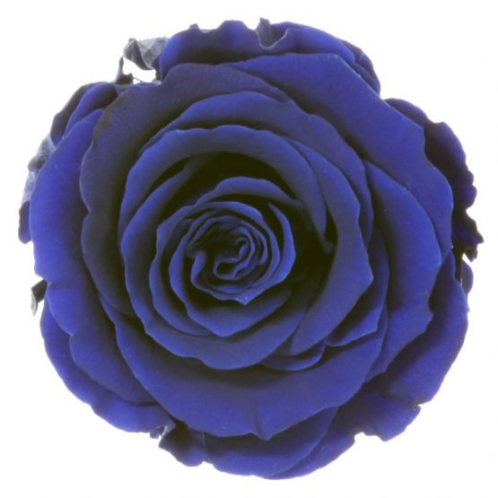 Rosa Stabilizzata Blu h 5,5 cm Confezione 6 pezzi