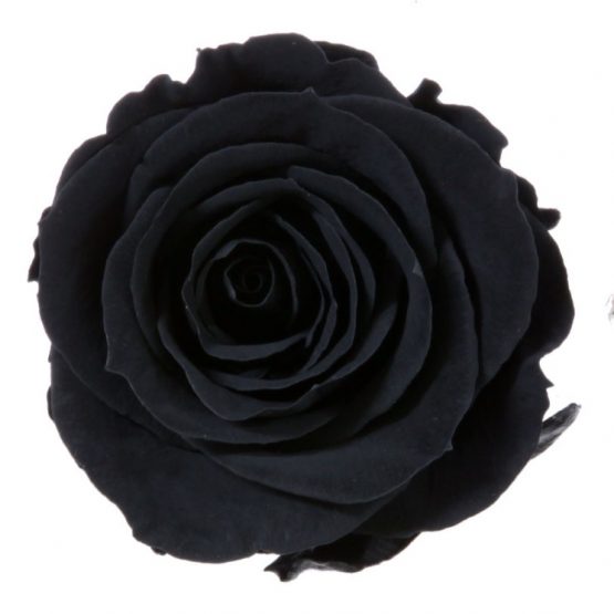 Rosa Stabilizzata Nera h 5,5 cm Confezione 6 pezzi