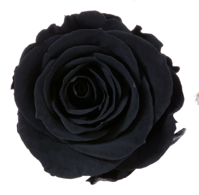 Rosa Stabilizzata Nera h 5,5 cm Confezione 6 pezzi – Green Center Matteucci