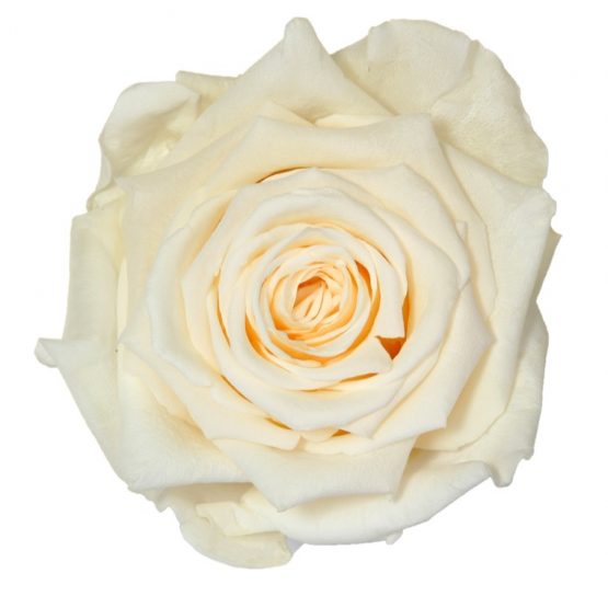 Rosa Stabilizzata PREMIUM Champagne Diam. 8 cm  Confezione 4 pz - immagine 2