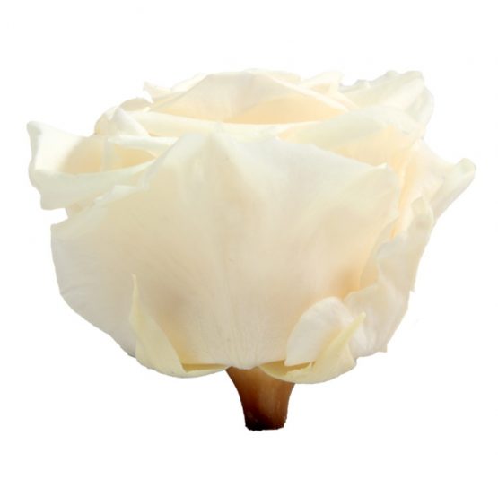 Rosa Stabilizzata PREMIUM Champagne Diam. 8 cm  Confezione 4 pz - immagine 3