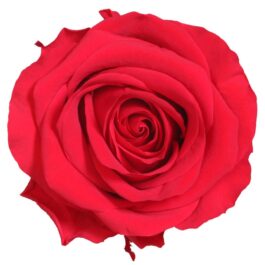 Rosa Stabilizzata PREMIUM Rossa Diam. 8 cm  Confezione 4 pz