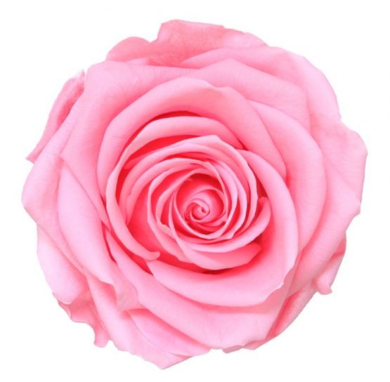 Rosa Stabilizzata PREMIUM Rosa pastello Diam. 8 cm  Confezione 4 pz - immagine 2