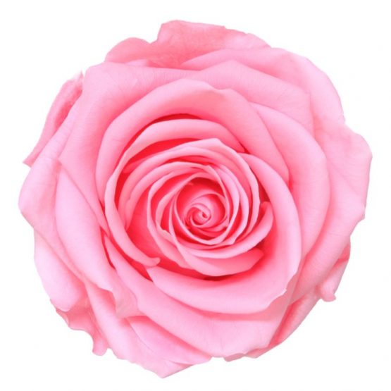 Rosa Stabilizzata PREMIUM Rosa pastello Diam. 8 cm  Confezione 4 pz