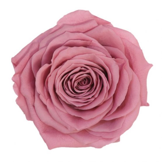 Rosa Stabilizzata PREMIUM Rosa antico Diam. 8 cm  Confezione 4 pz