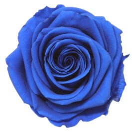 Rosa Stabilizzata PREMIUM Blu Diam. 8 cm  Confezione 4 pz