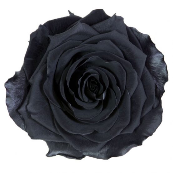 Rosa Stabilizzata PREMIUM Nera Diam. 8 cm  Confezione 4 pz