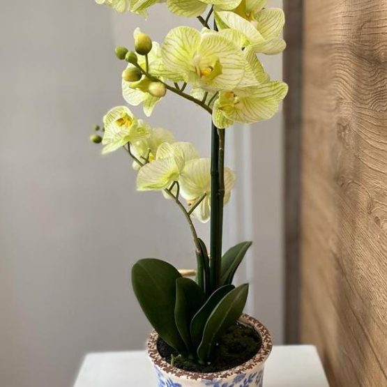 Phalaenopsis in vaso