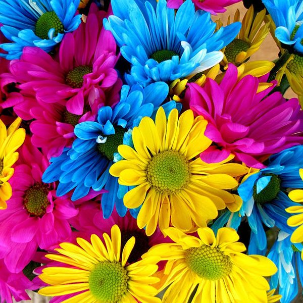 colori-fiori-scelte-per-te-giardino